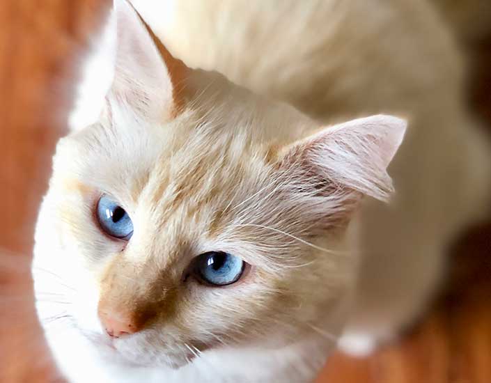 Agnes cat sitting Cairns
