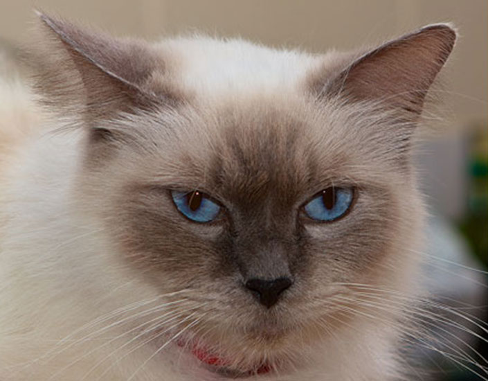 cat sitting Cairns