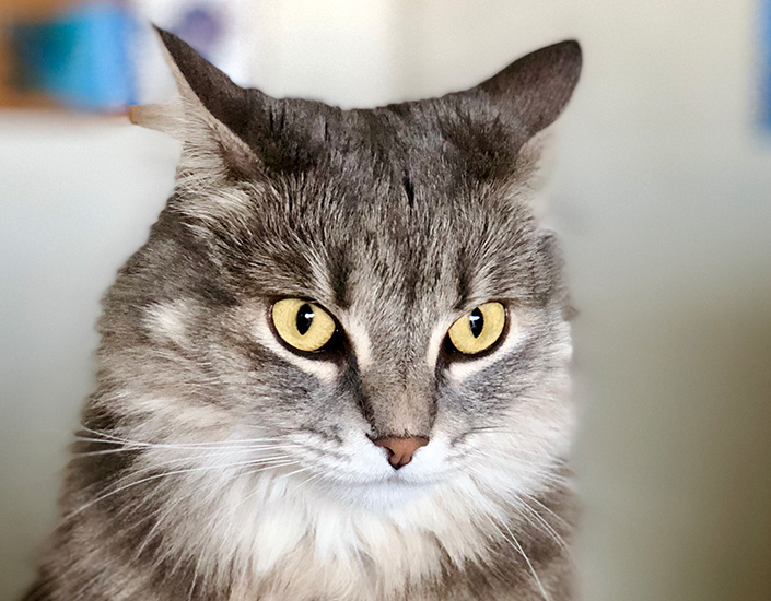 cat sitting Cairns