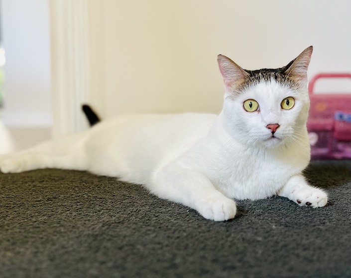 Lydia cat sitting Cairns