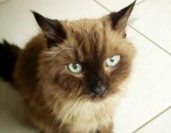 cat sitting Woree