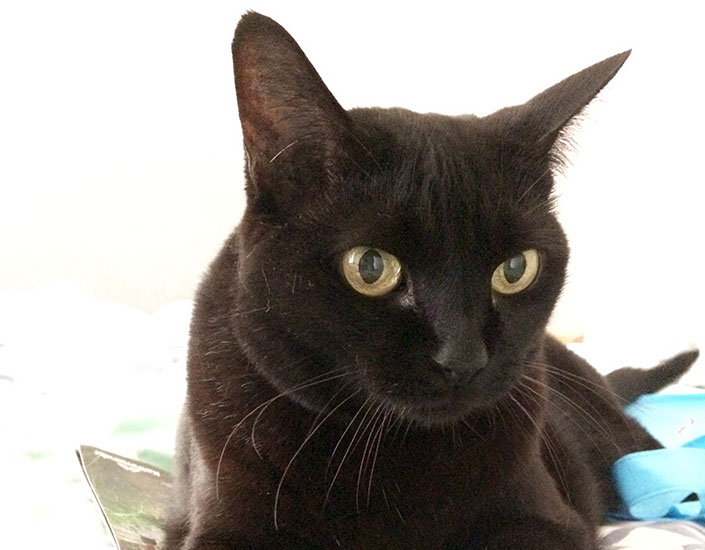 cat sitting Cairns