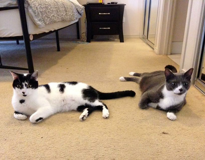 cat sitting Redlynch