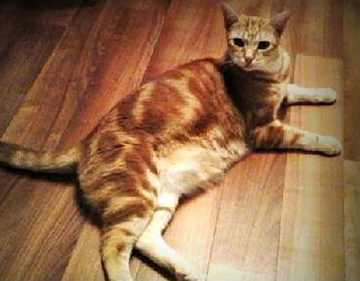 cat sitting Cairns
