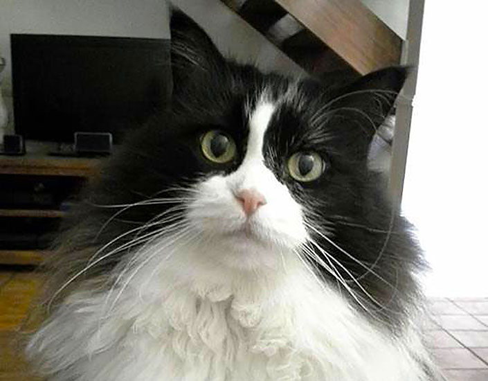 cat sitting Cairns