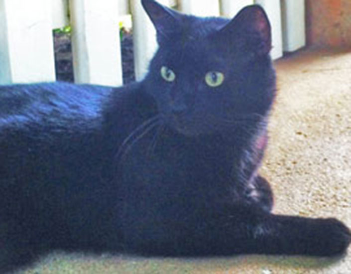 cat sitting Cairns