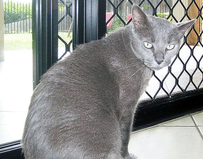 cat sitting Cairns