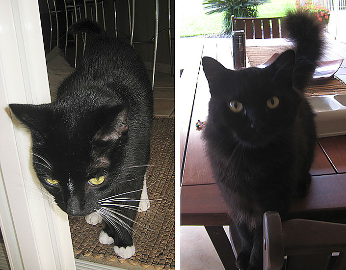 cat sitting Cairns