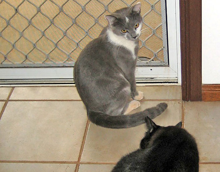 cat sitting Cairns
