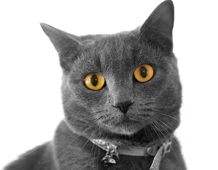 cat sitting Cairns