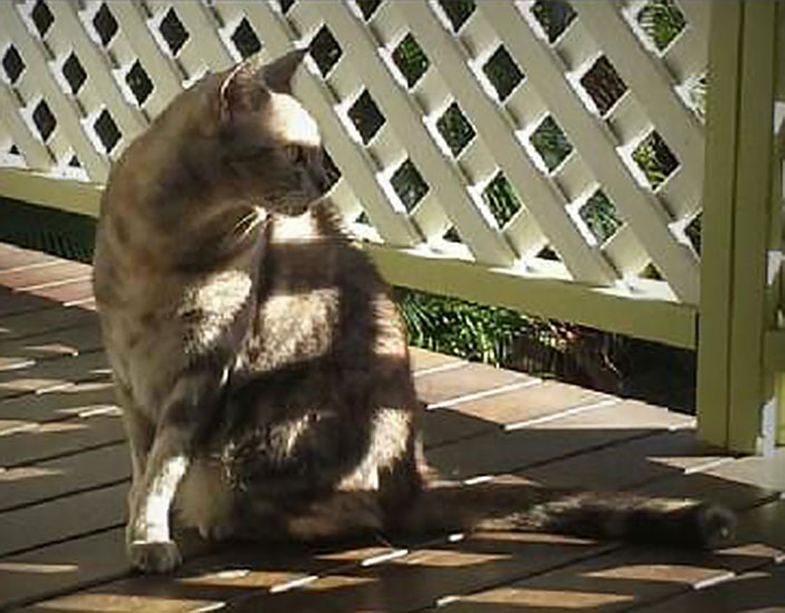 cat sitting Cairns